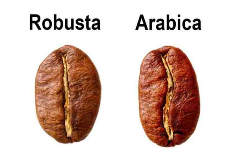 10 differences between Robusta & Arabica coffee