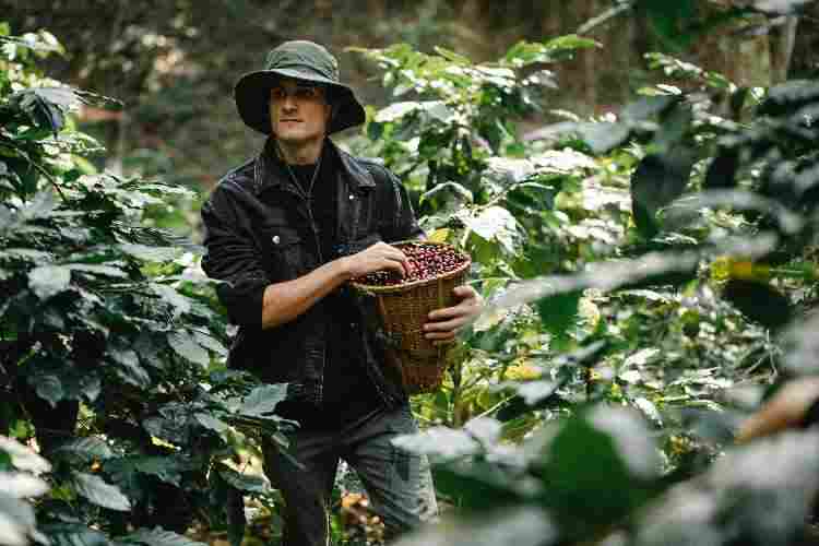 Where Is Coffee Grown in the US