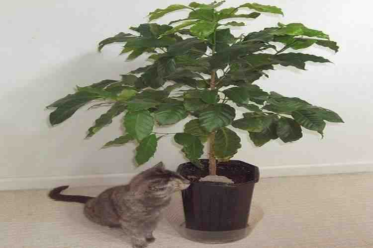 can I grow coffee plants in pots in Pakistan?