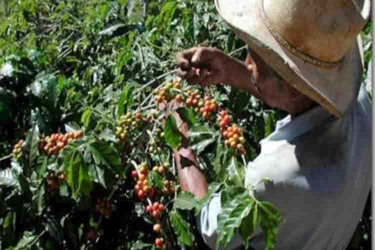 how long does it take a coffee plant to produce beans?