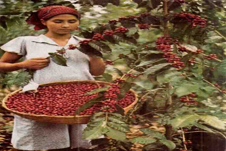 is growing coffee beans an eco friendly agriculture?
