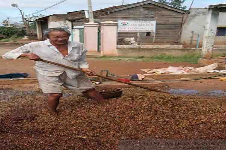 is growing coffee beans an eco friendly agriculture?