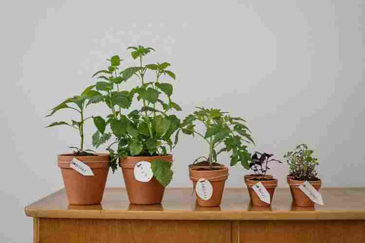 what is the best way to grow coffee plants in pots?