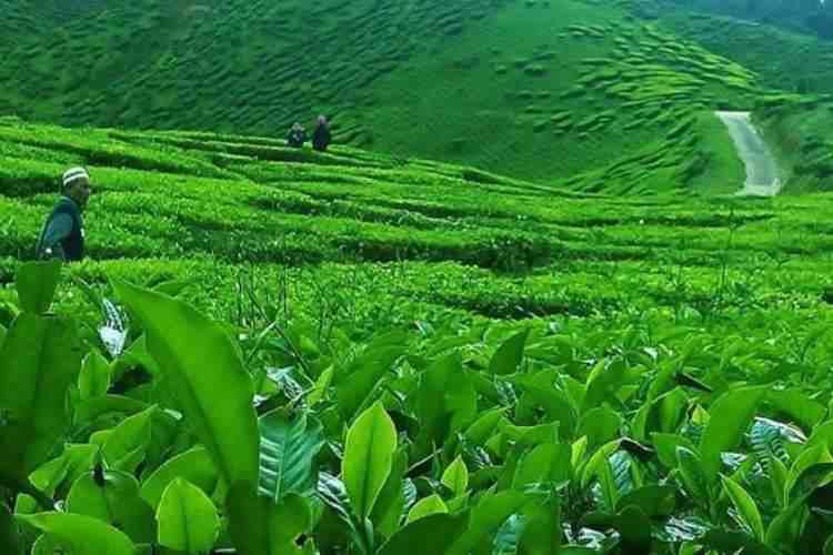 which is easier to cultivate tea or coffee